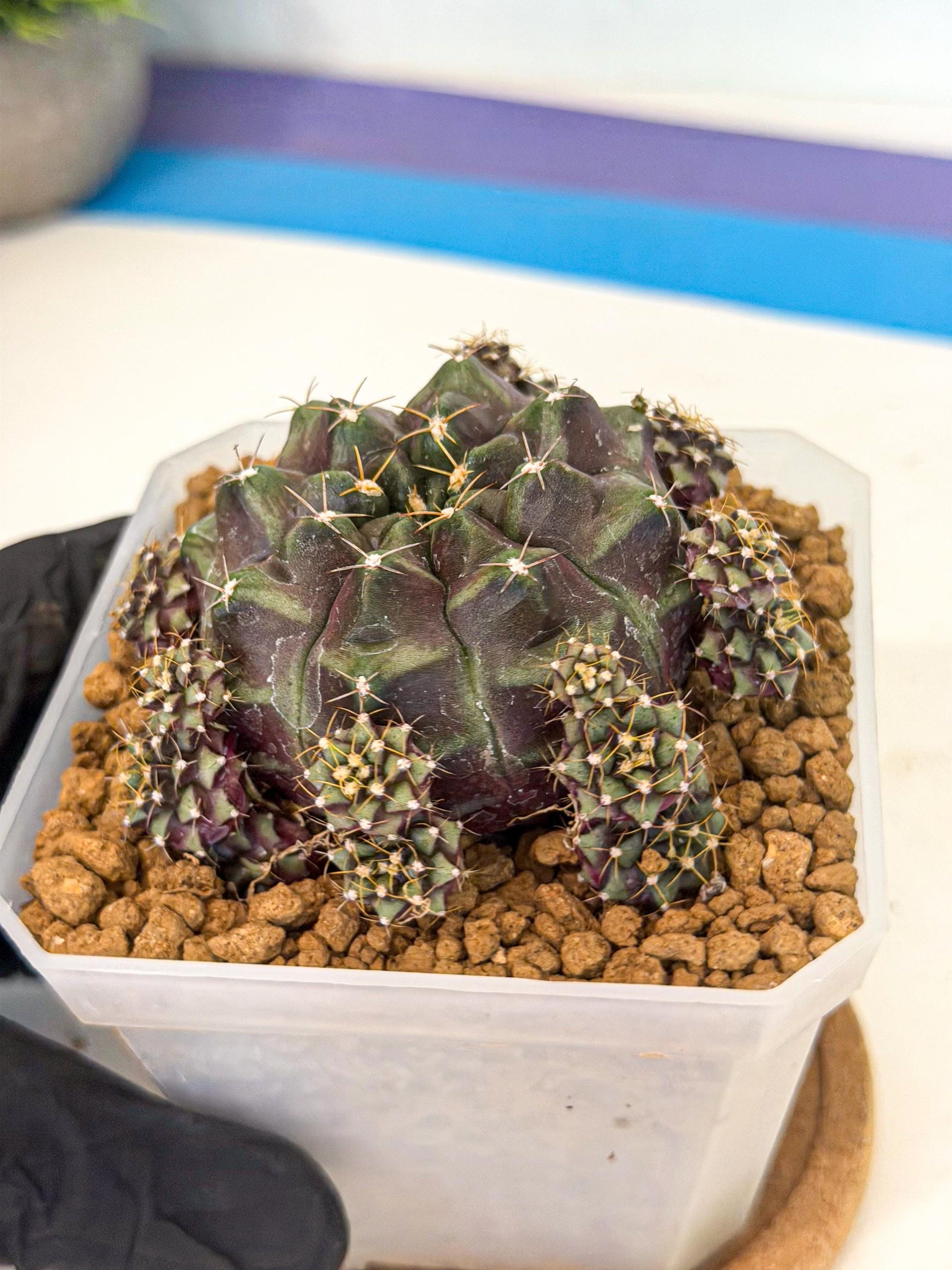 Gymnocalycium Mochi (#7) | Variegated cactus