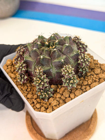 Gymnocalycium Mochi (#7) | Variegated cactus
