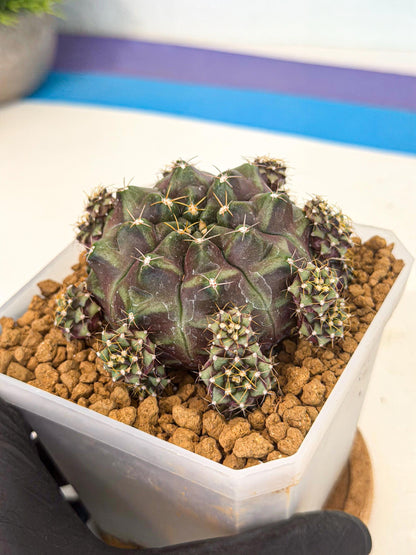 Gymnocalycium Mochi (#7) | Variegated cactus