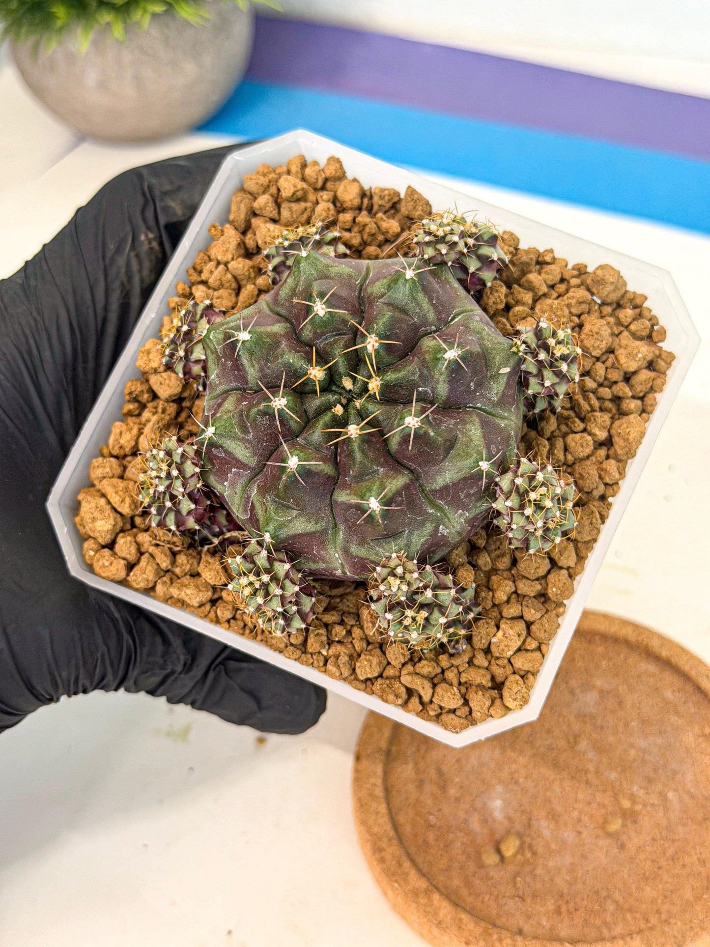 Gymnocalycium Mochi (#7) | Variegated cactus