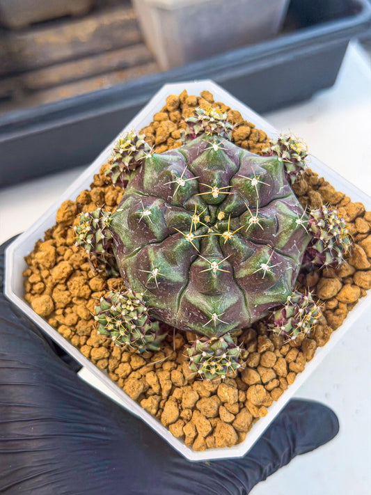 Gymnocalycium Mochi (#7) | Variegated cactus