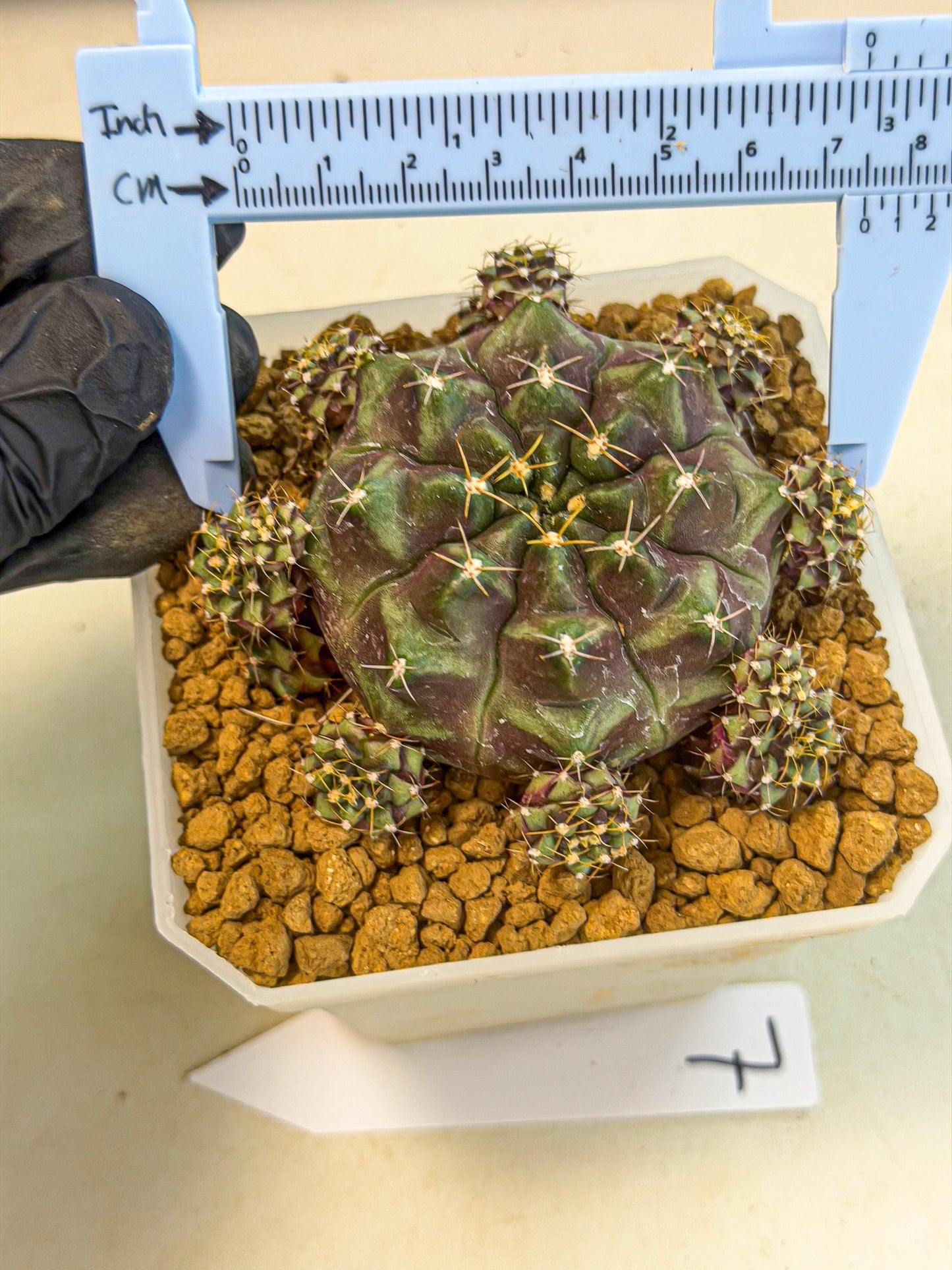 Gymnocalycium Mochi (#7) | Variegated cactus