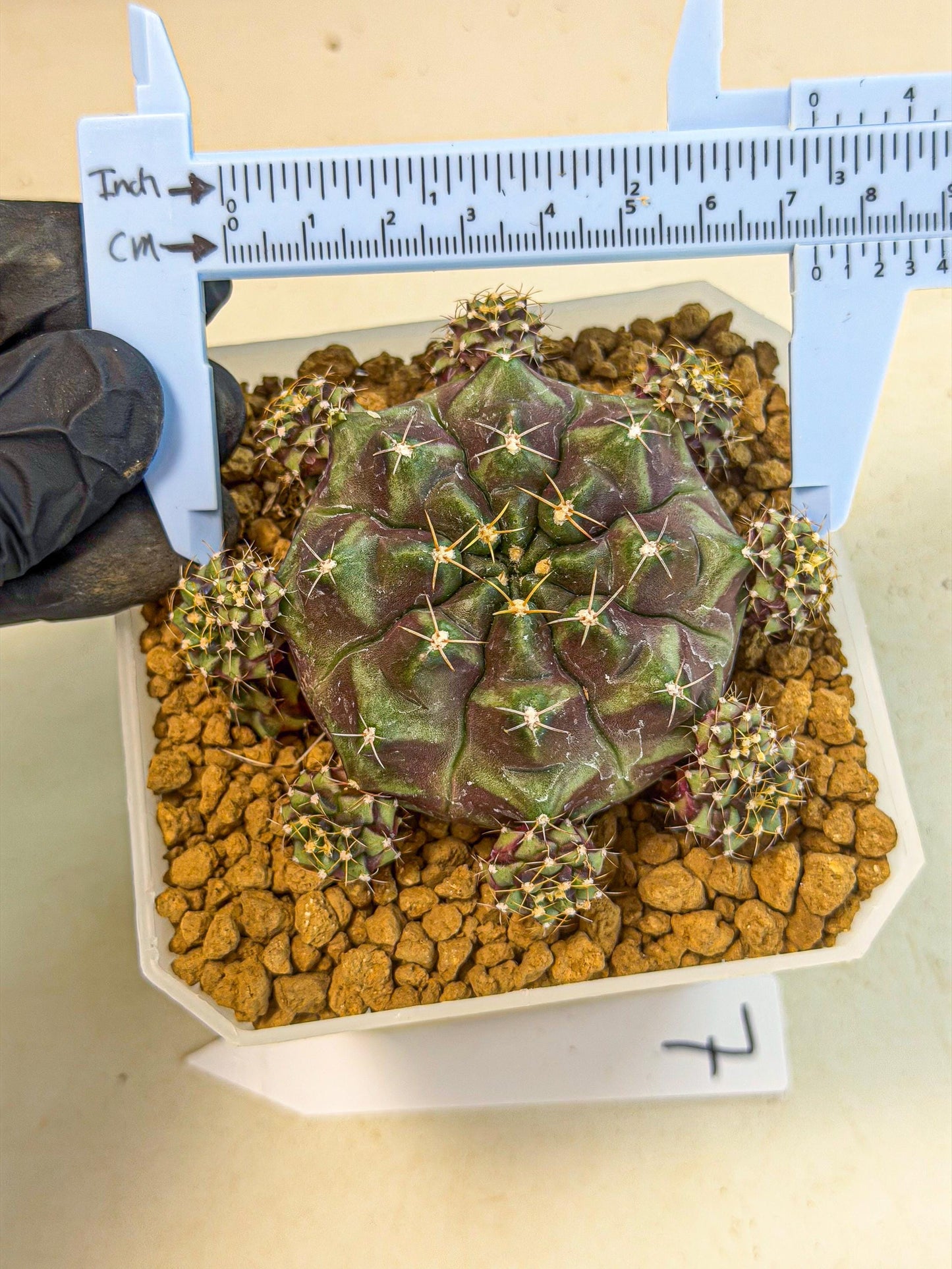 Gymnocalycium Mochi (#7) | Variegated cactus
