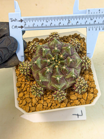 Gymnocalycium Mochi (#7) | Variegated cactus