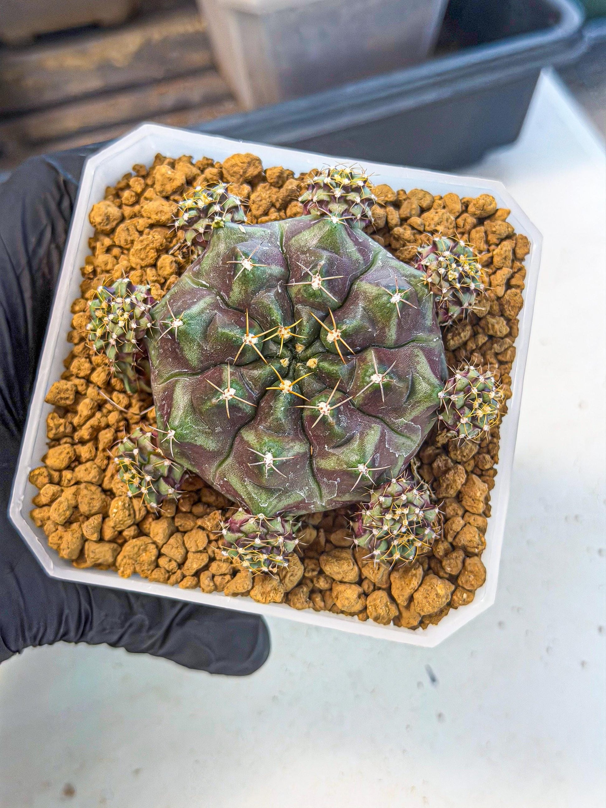 Gymnocalycium Mochi (#7) | Variegated cactus