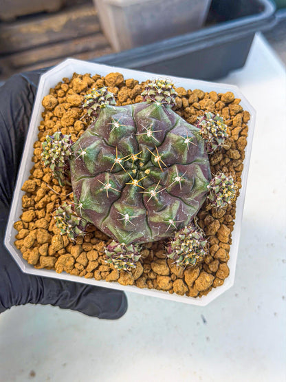 Gymnocalycium Mochi (#7) | Variegated cactus
