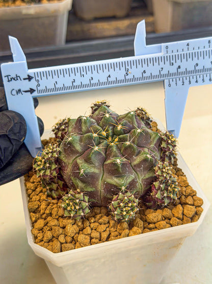 Gymnocalycium Mochi (#7) | Variegated cactus