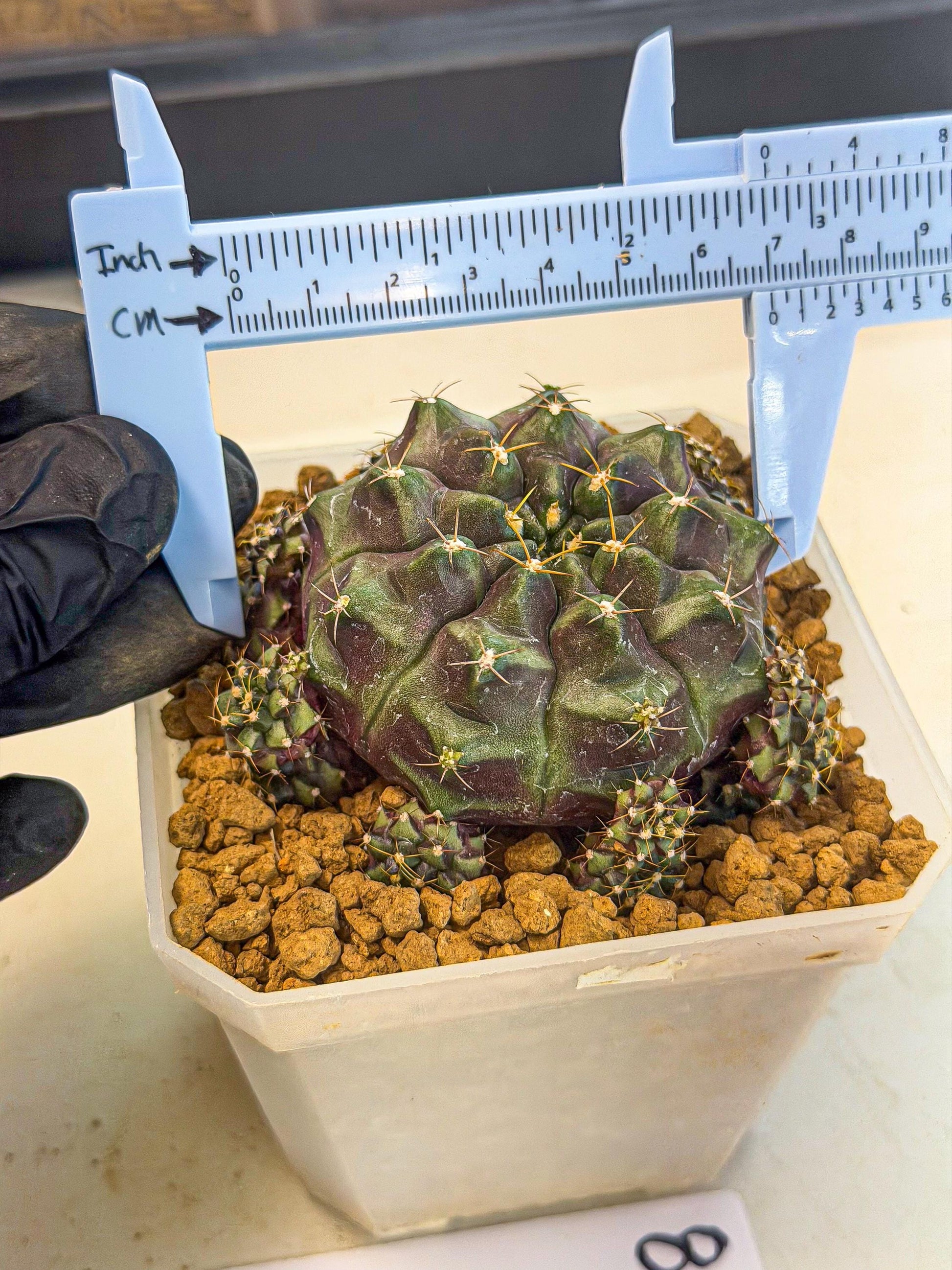 Gymnocalycium Mochi (#8) | Variegated cactus