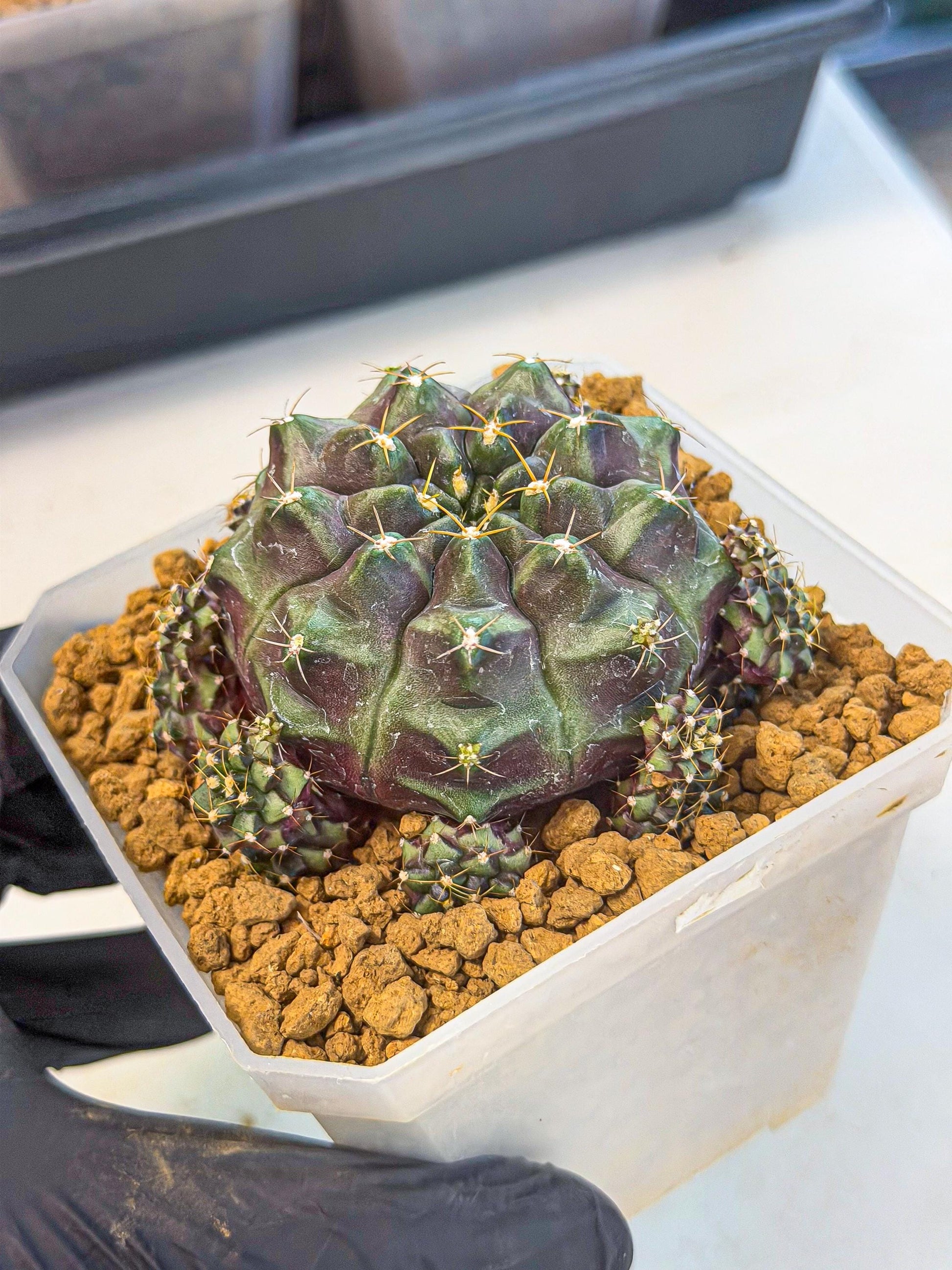 Gymnocalycium Mochi (#8) | Variegated cactus