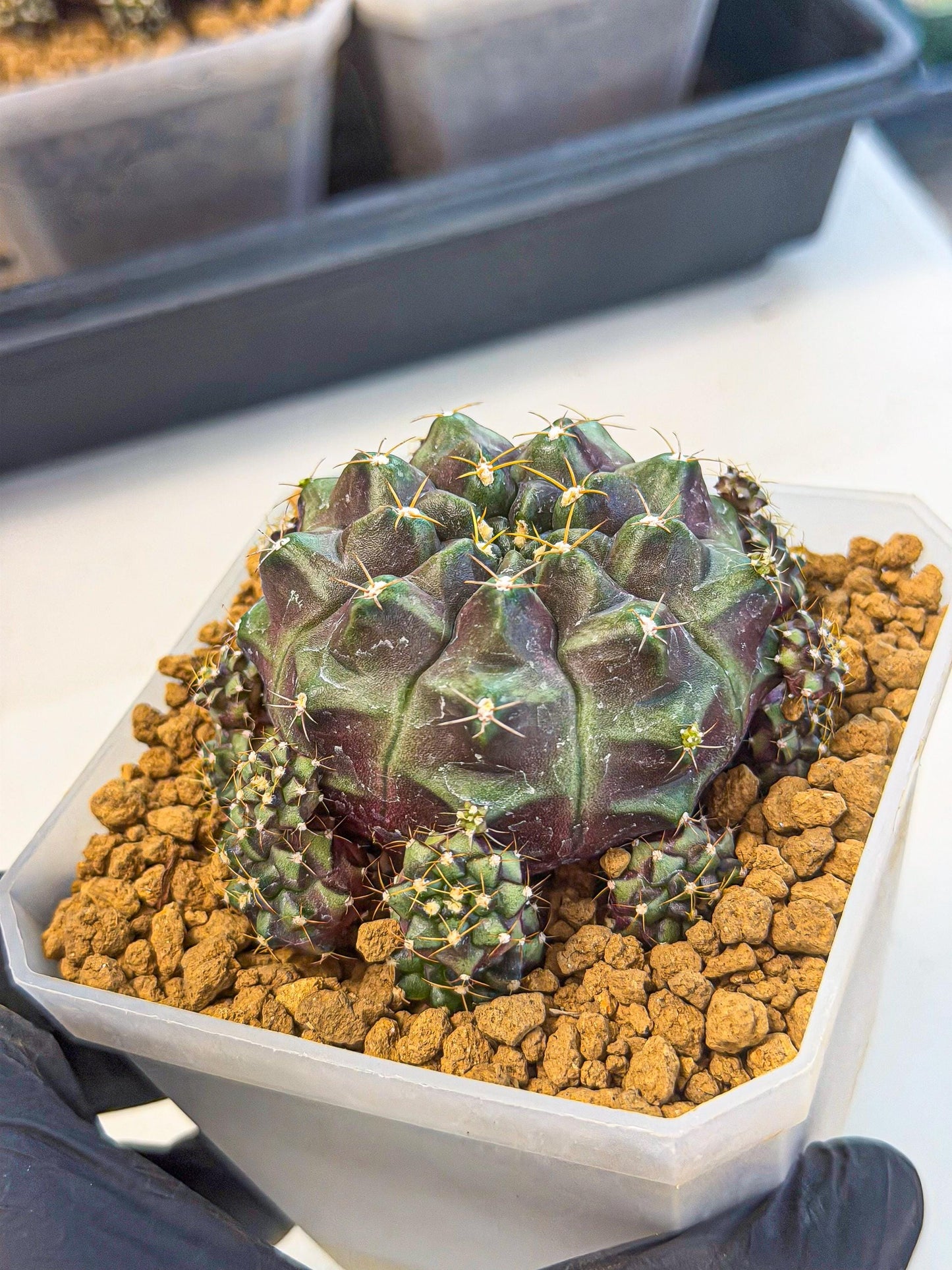 Gymnocalycium Mochi (#8) | Variegated cactus
