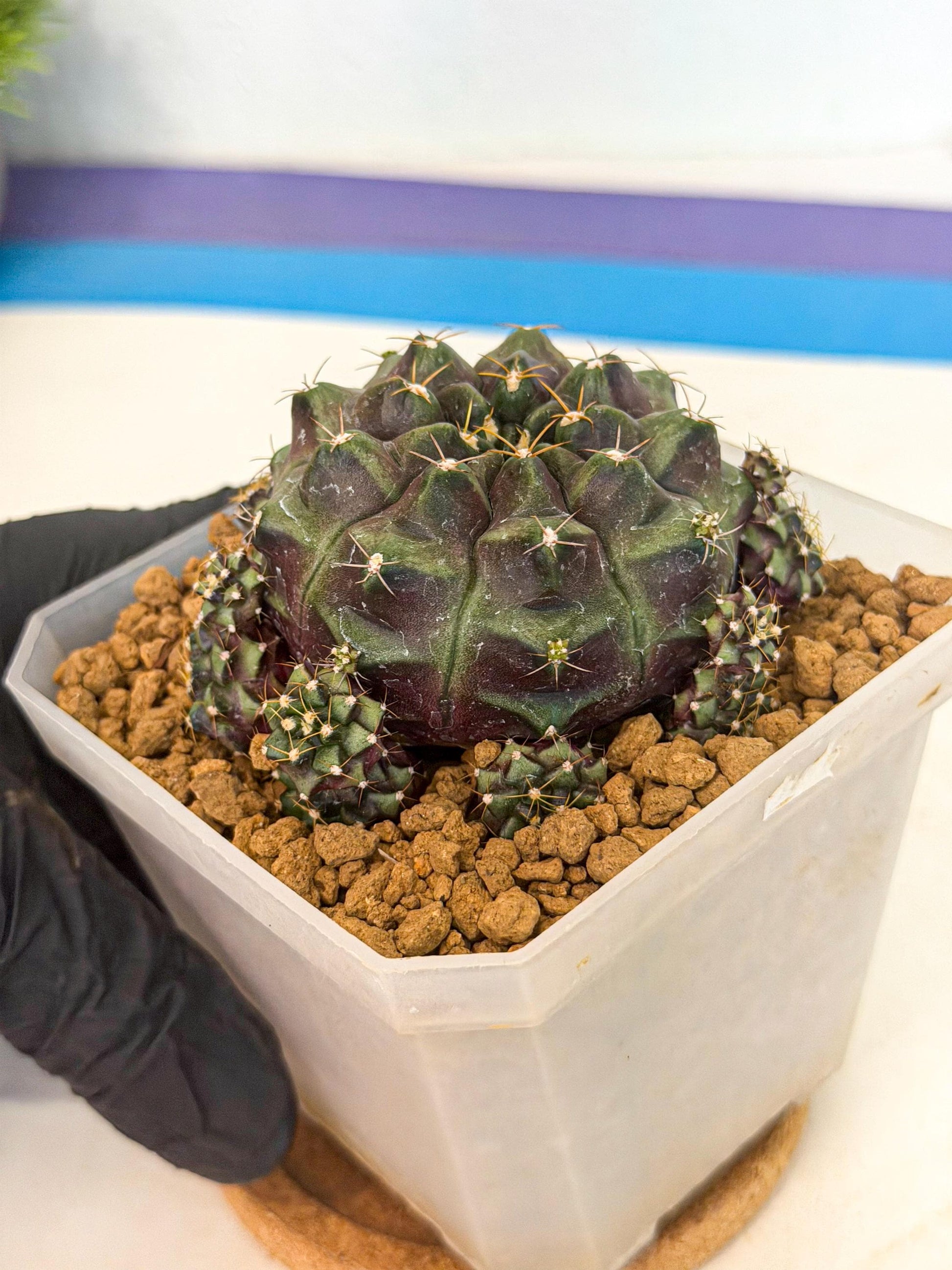 Gymnocalycium Mochi (#8) | Variegated cactus