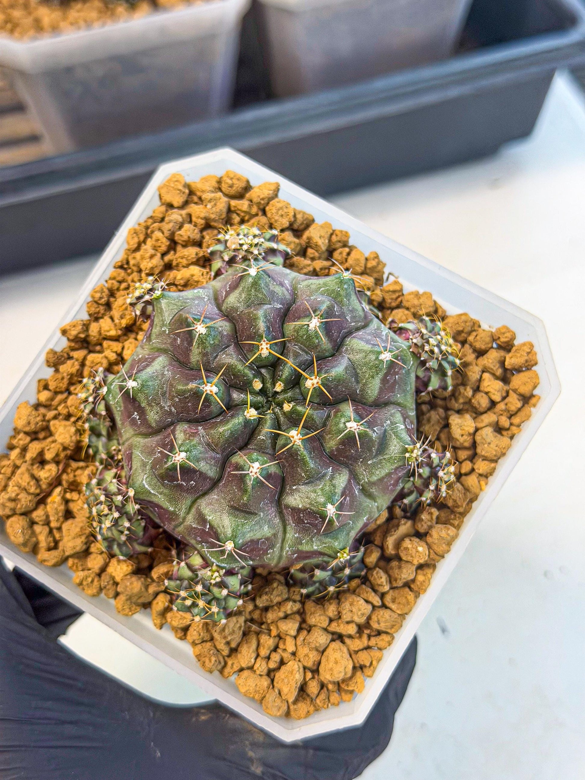 Gymnocalycium Mochi (#8) | Variegated cactus