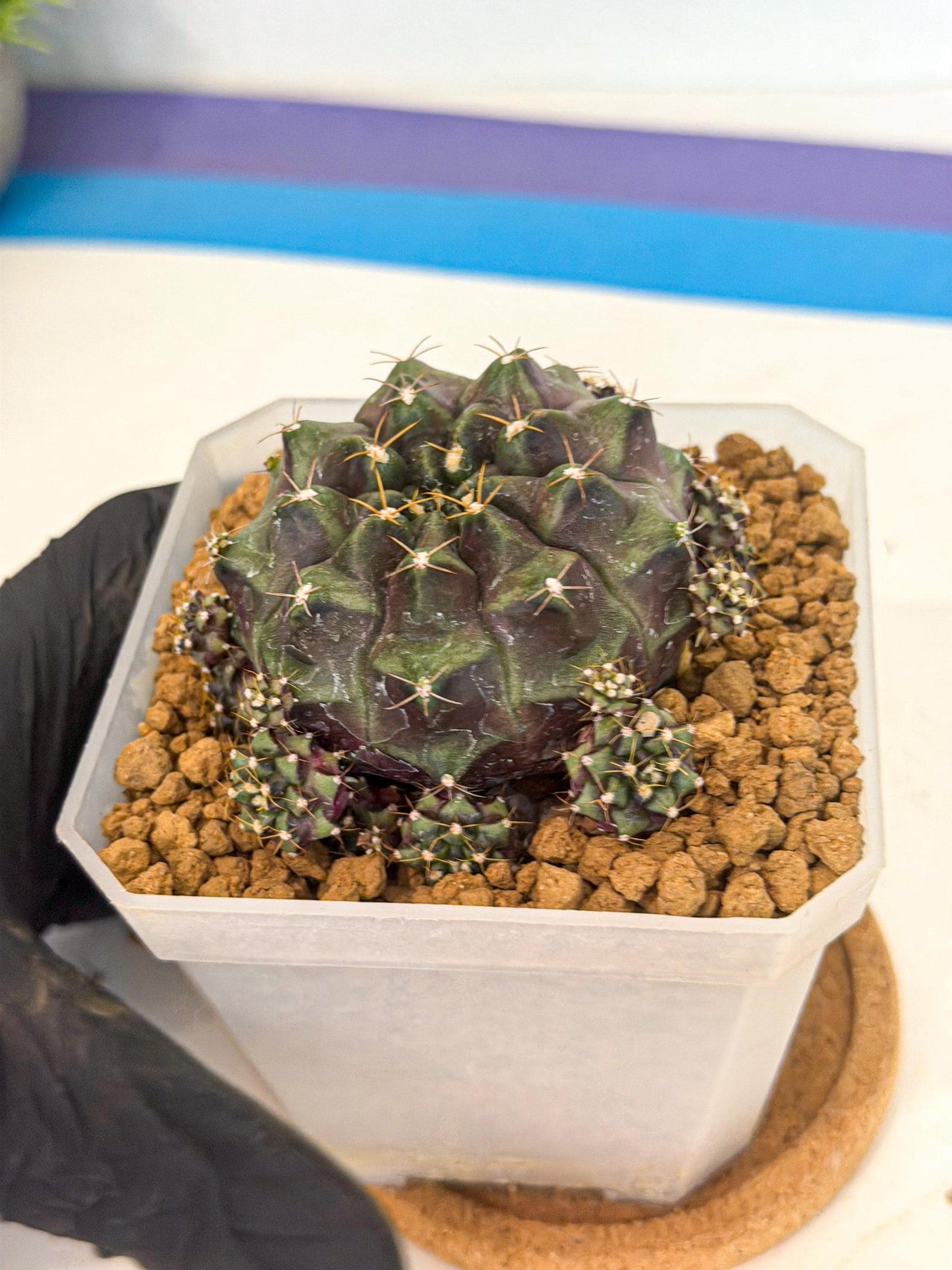 Gymnocalycium Mochi (#8) | Variegated cactus