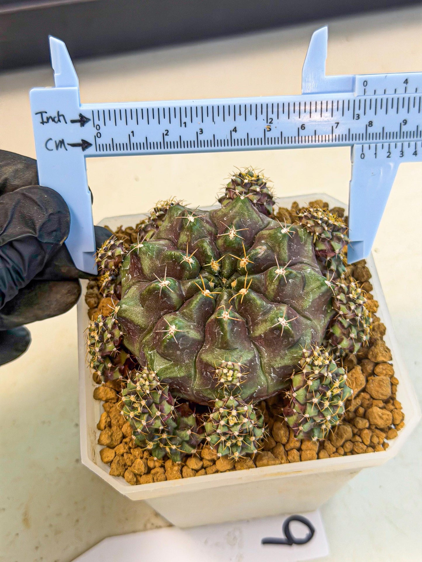 Gymnocalycium Mochi (#9) | Variegated cactus