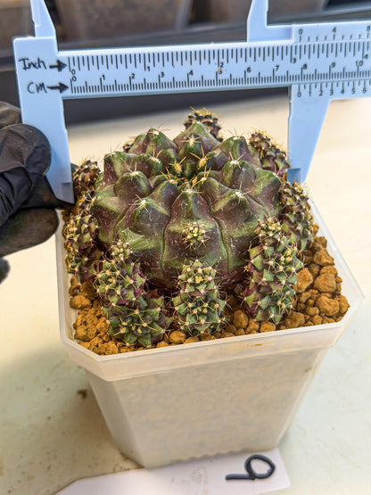 Gymnocalycium Mochi (#9) | Variegated cactus