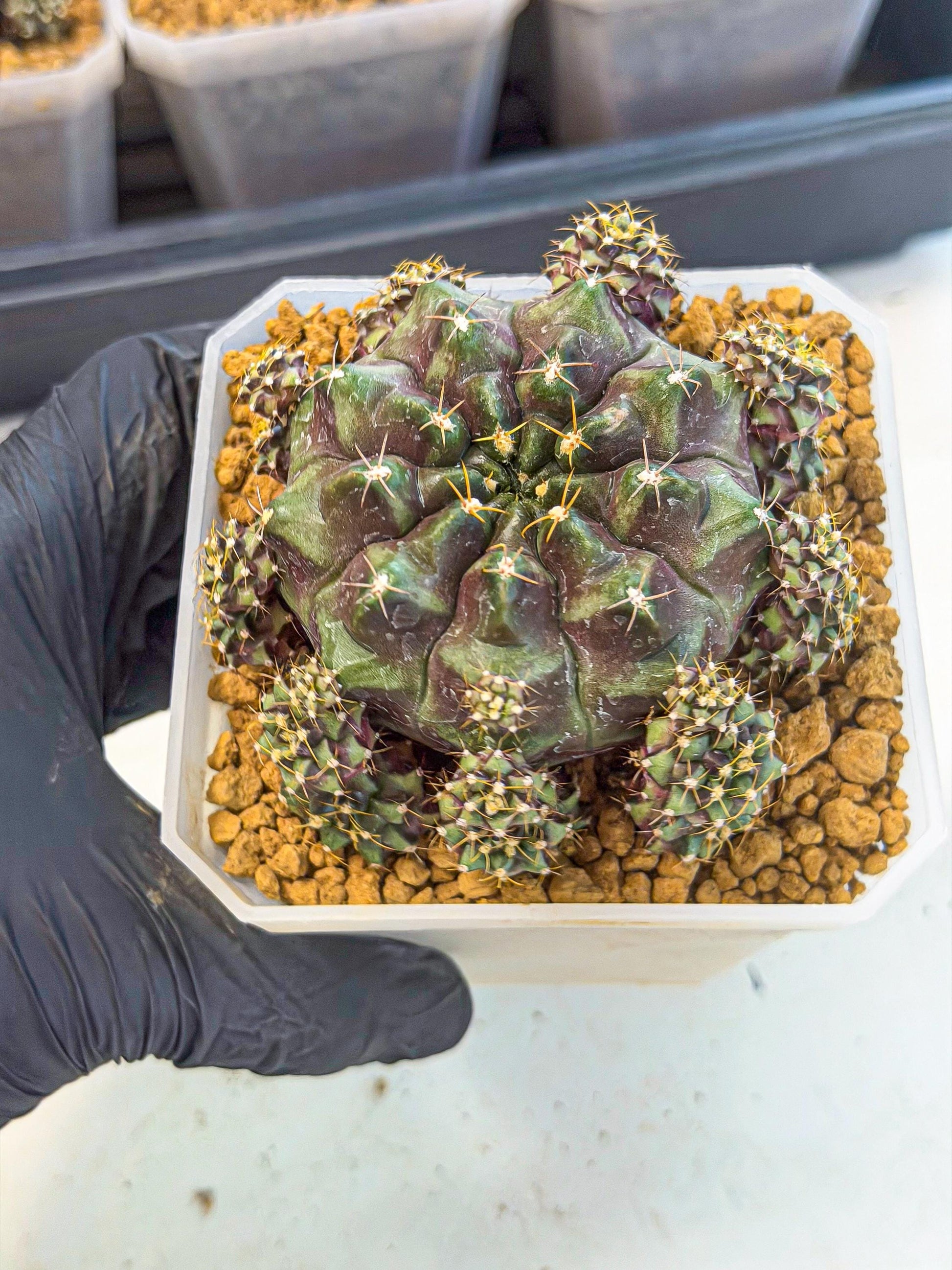 Gymnocalycium Mochi (#9) | Variegated cactus