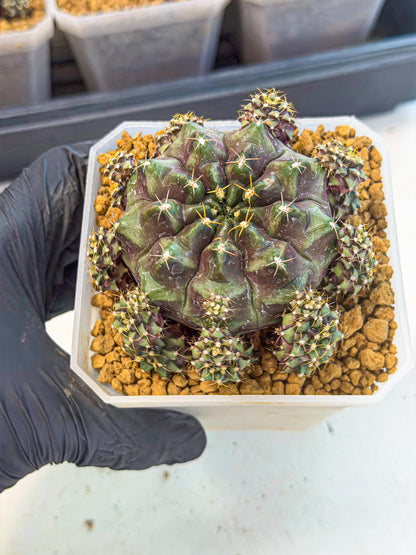 Gymnocalycium Mochi (#9) | Variegated cactus