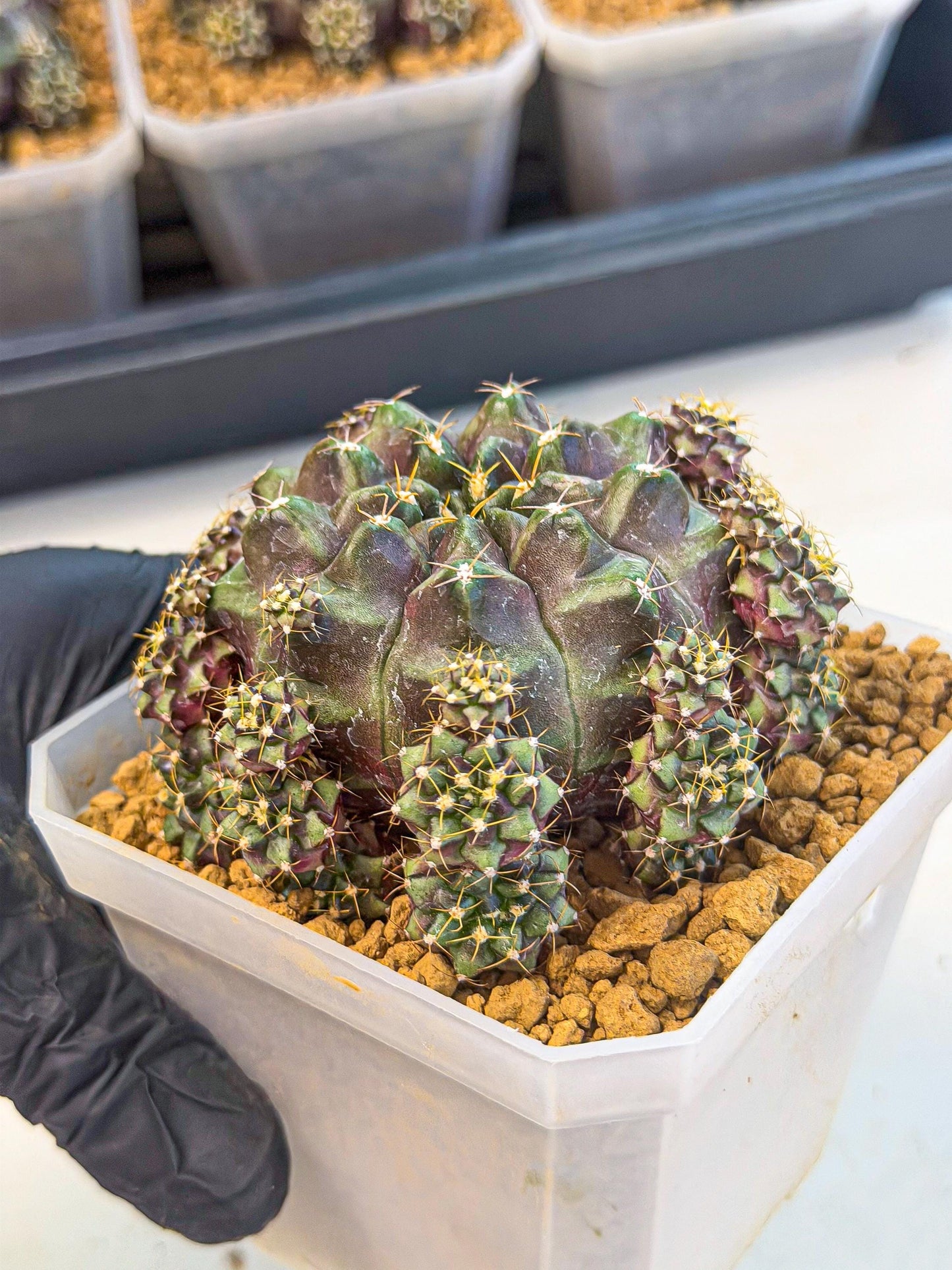 Gymnocalycium Mochi (#9) | Variegated cactus