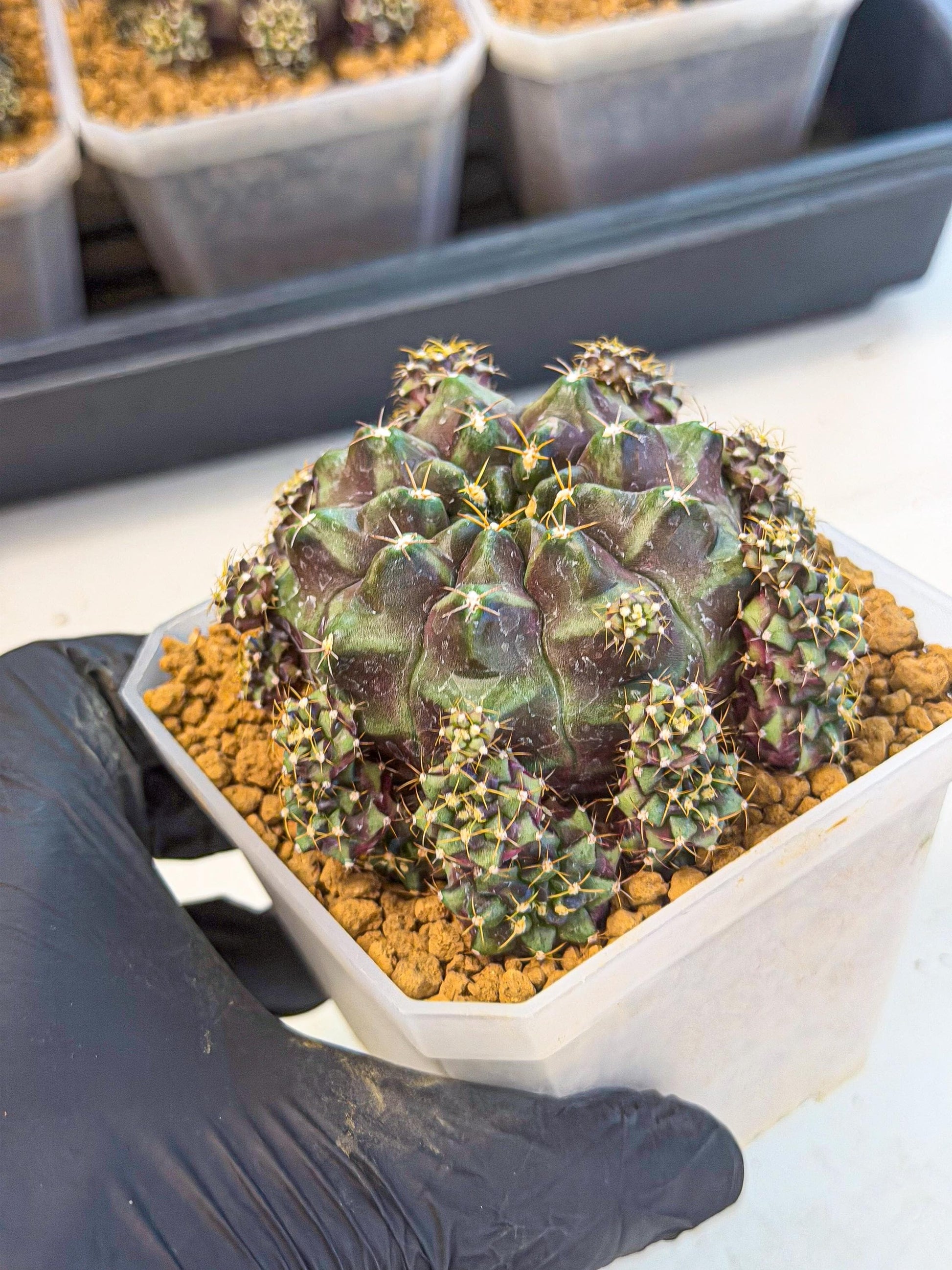 Gymnocalycium Mochi (#9) | Variegated cactus