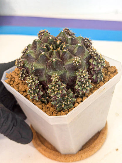 Gymnocalycium Mochi (#9) | Variegated cactus