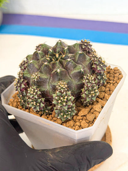 Gymnocalycium Mochi (#9) | Variegated cactus
