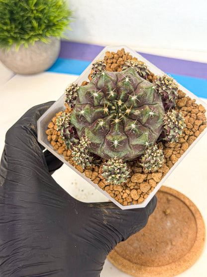 Gymnocalycium Mochi (#9) | Variegated cactus