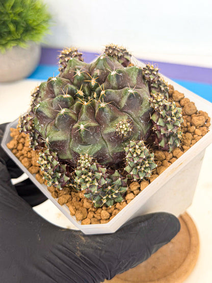 Gymnocalycium Mochi (#9) | Variegated cactus
