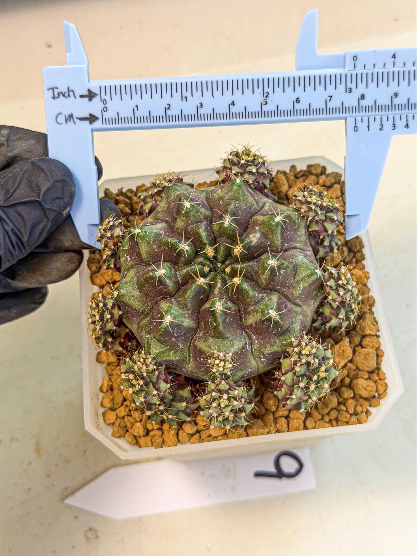 Gymnocalycium Mochi (#9) | Variegated cactus