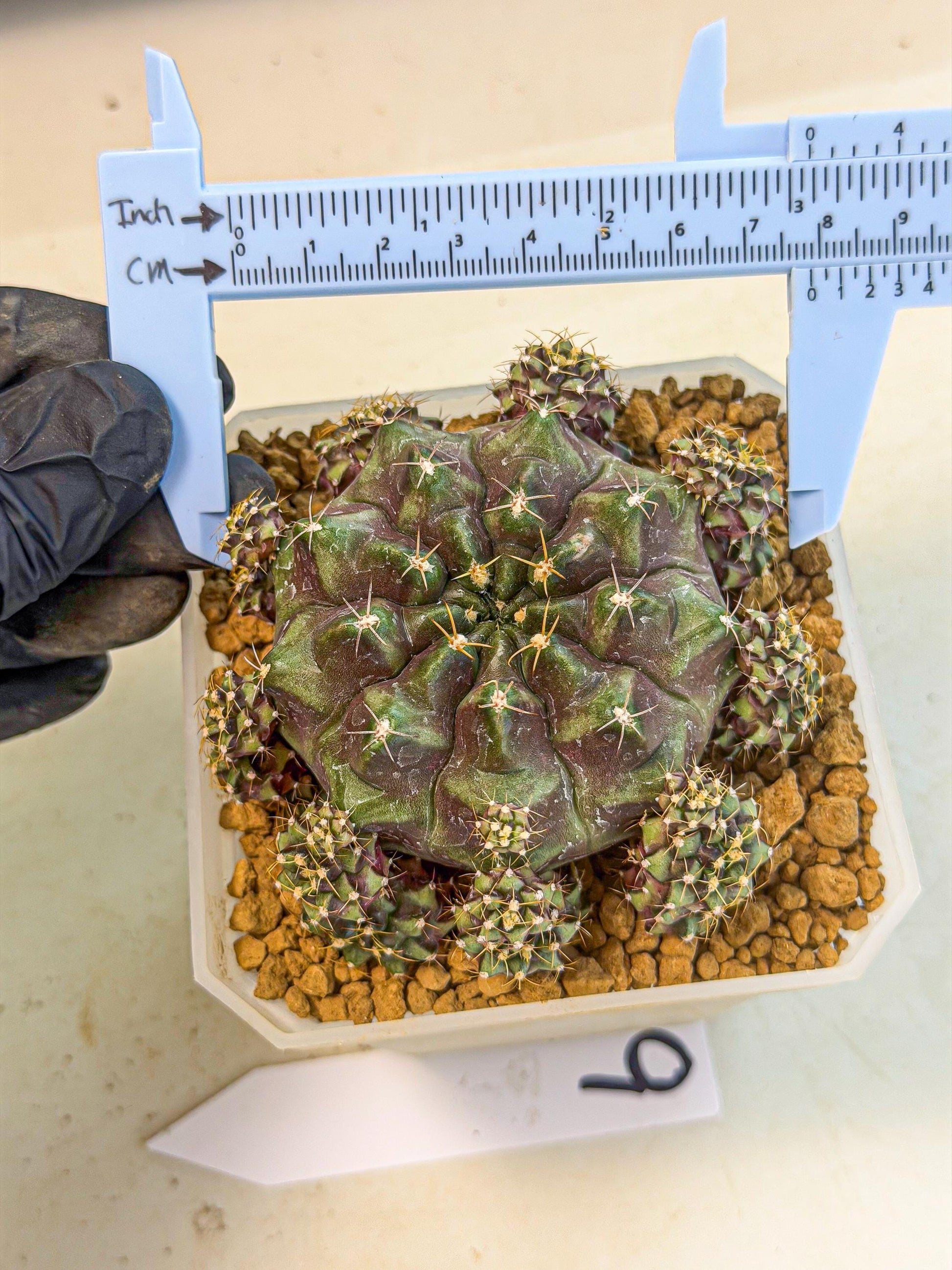 Gymnocalycium Mochi (#9) | Variegated cactus
