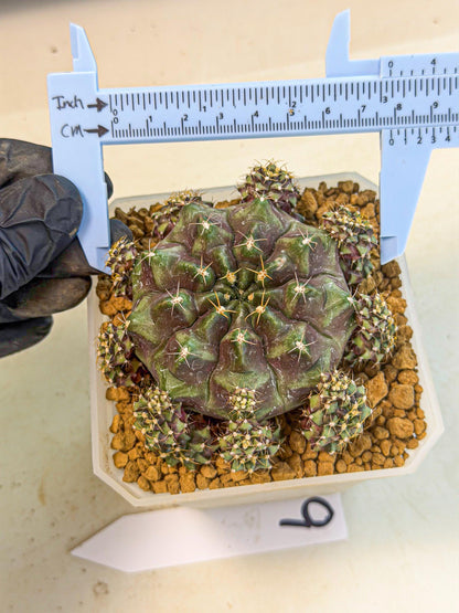 Gymnocalycium Mochi (#9) | Variegated cactus