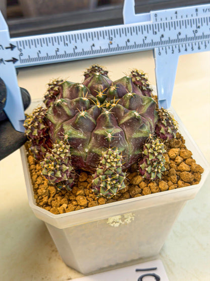 Gymnocalycium Mochi (#10) | Variegated cactus