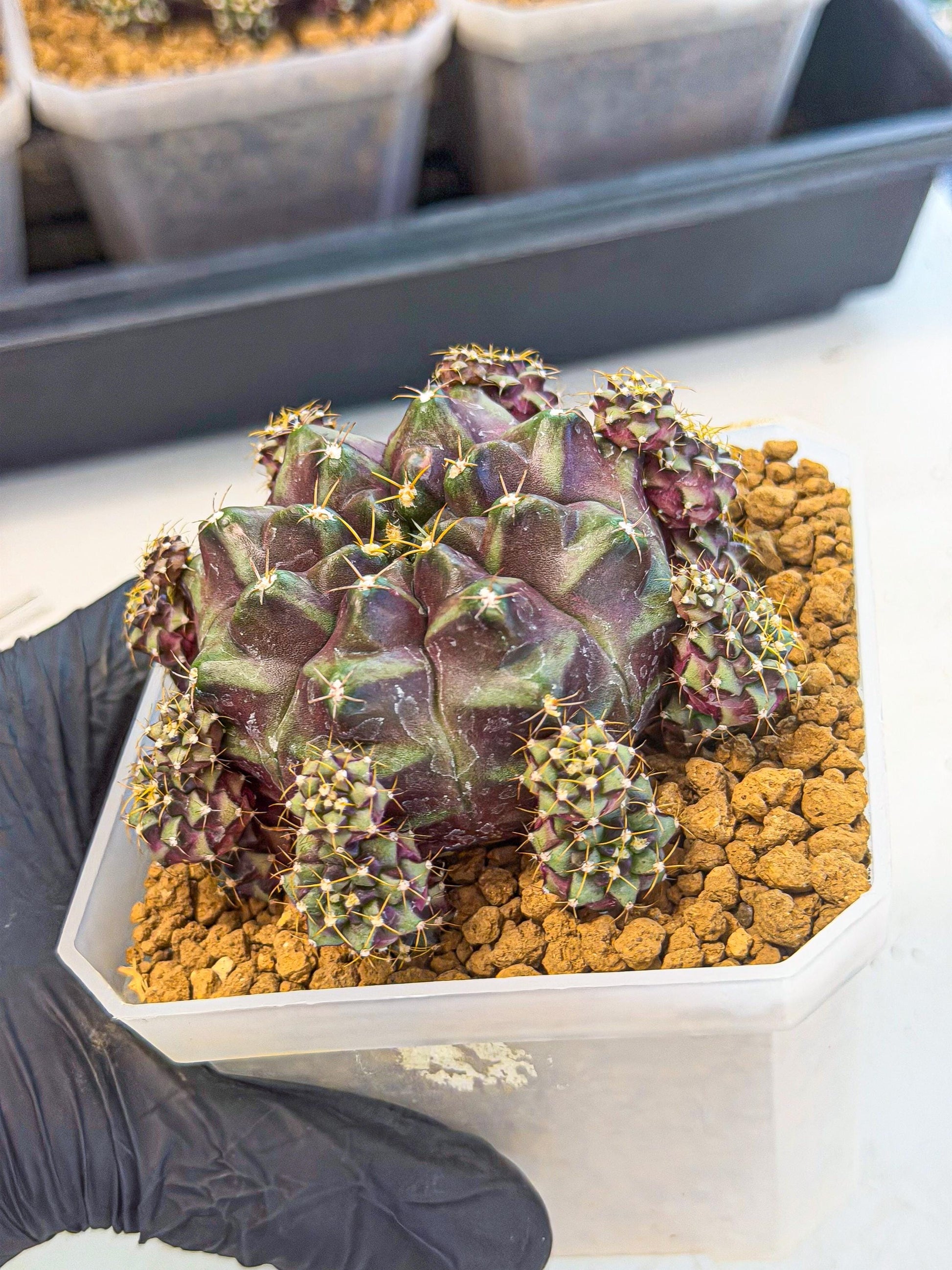 Gymnocalycium Mochi (#10) | Variegated cactus