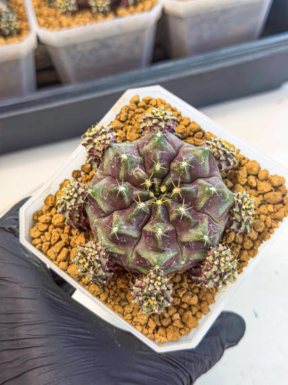 Gymnocalycium Mochi (#10) | Variegated cactus