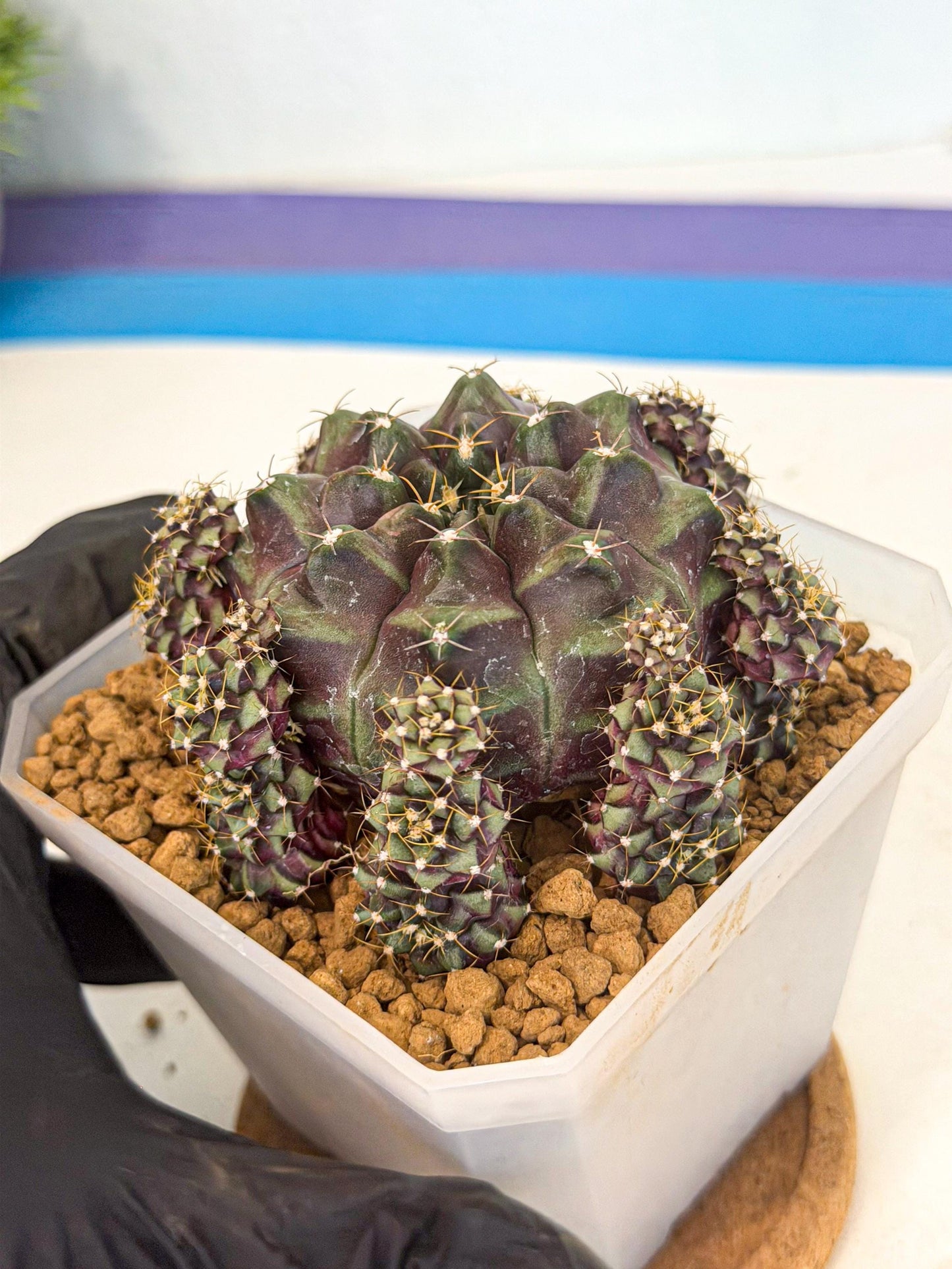 Gymnocalycium Mochi (#10) | Variegated cactus