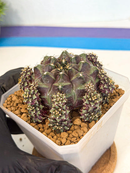 Gymnocalycium Mochi (#10) | Variegated cactus