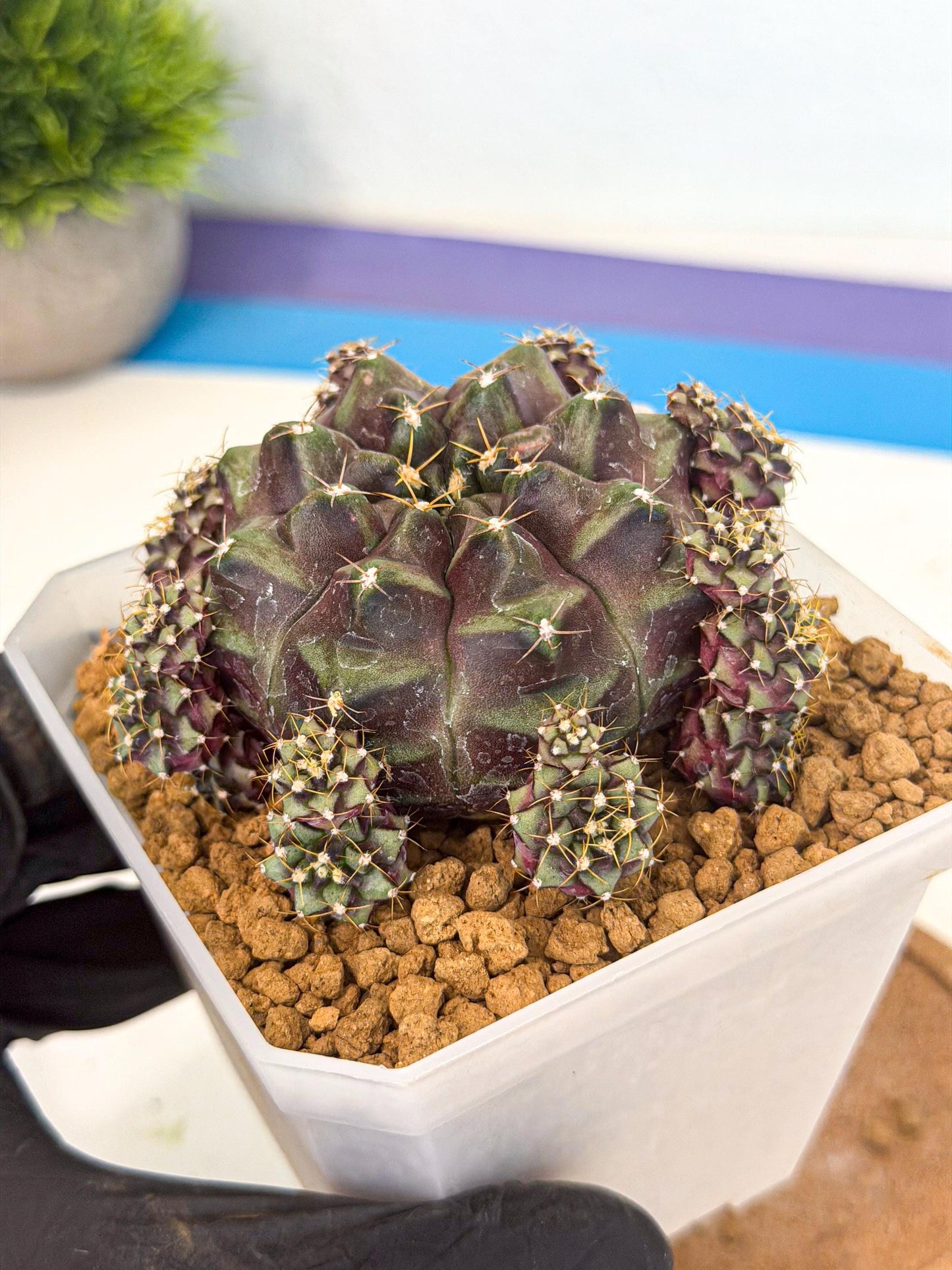 Gymnocalycium Mochi (#10) | Variegated cactus