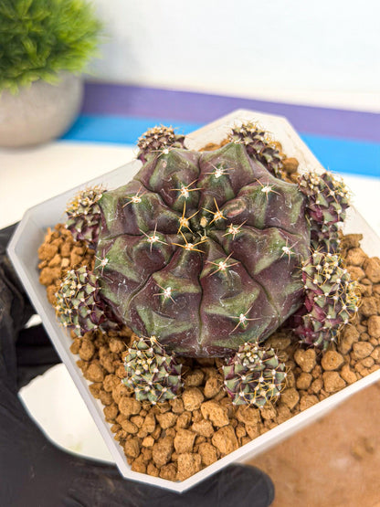 Gymnocalycium Mochi (#10) | Variegated cactus