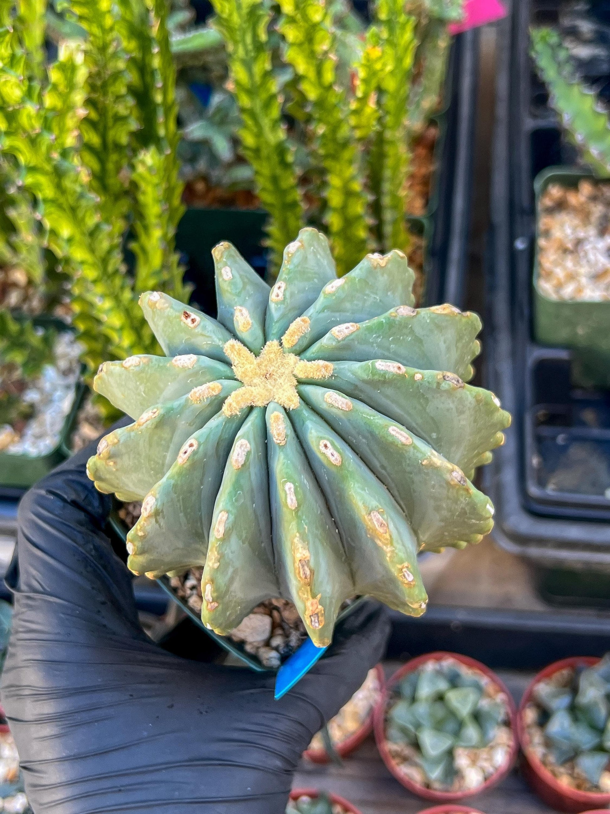 May include: A close-up of a light green cactus with a star-like shape. The cactus has a central yellow area and is held in a small black pot. The cactus has a unique shape and texture, with visible spots on its surface. Other green plants are in the background.