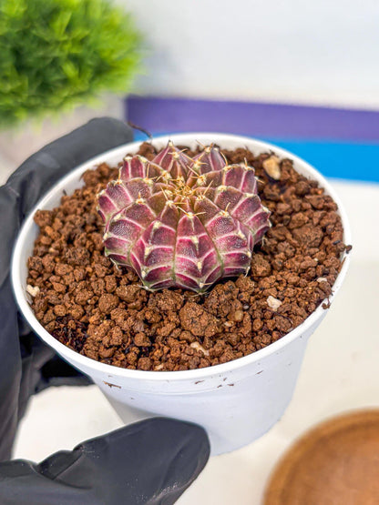 Gymnocalycium Neon (gy14) (b1) | Variegated cactus