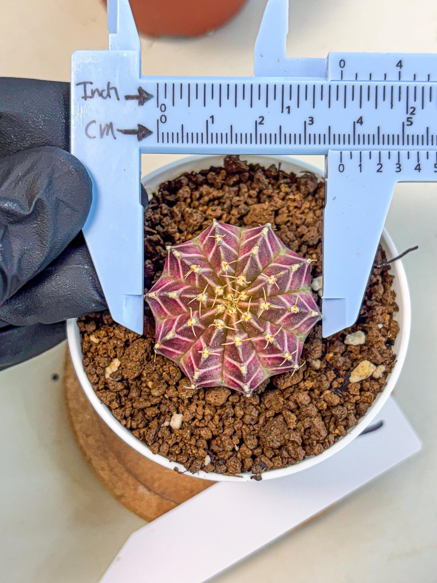 Gymnocalycium Neon (gy14) (b1) | Variegated cactus