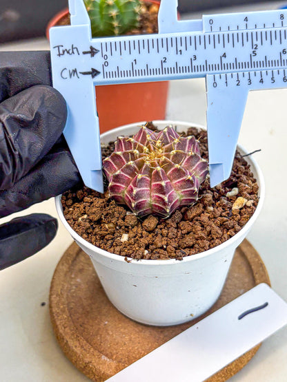 Gymnocalycium Neon (gy14) (b1) | Variegated cactus