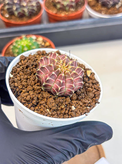 Gymnocalycium Neon (gy14) (b1) | Variegated cactus