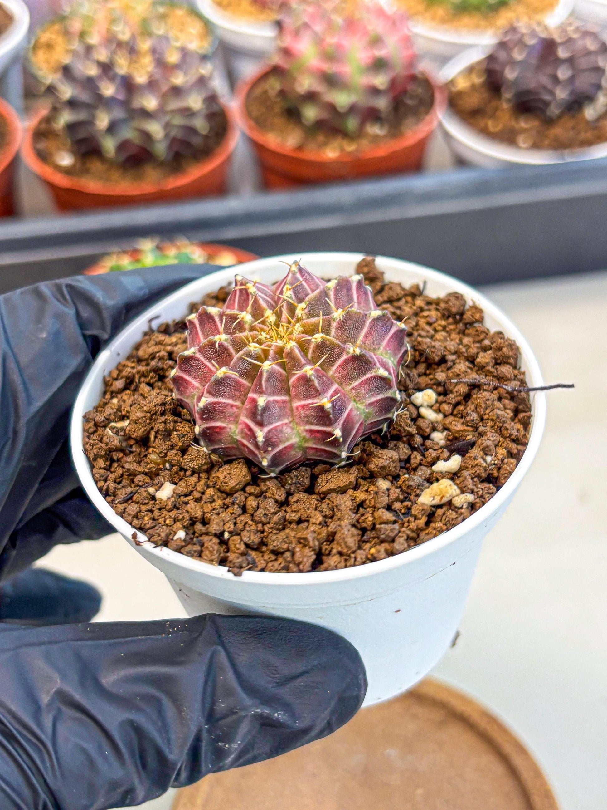 Gymnocalycium Neon (gy14) (b1) | Variegated cactus