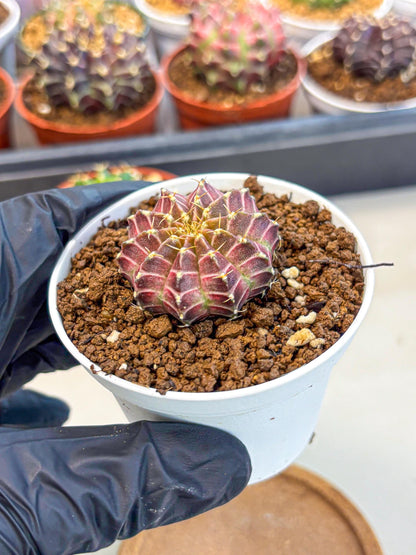 Gymnocalycium Neon (gy14) (b1) | Variegated cactus
