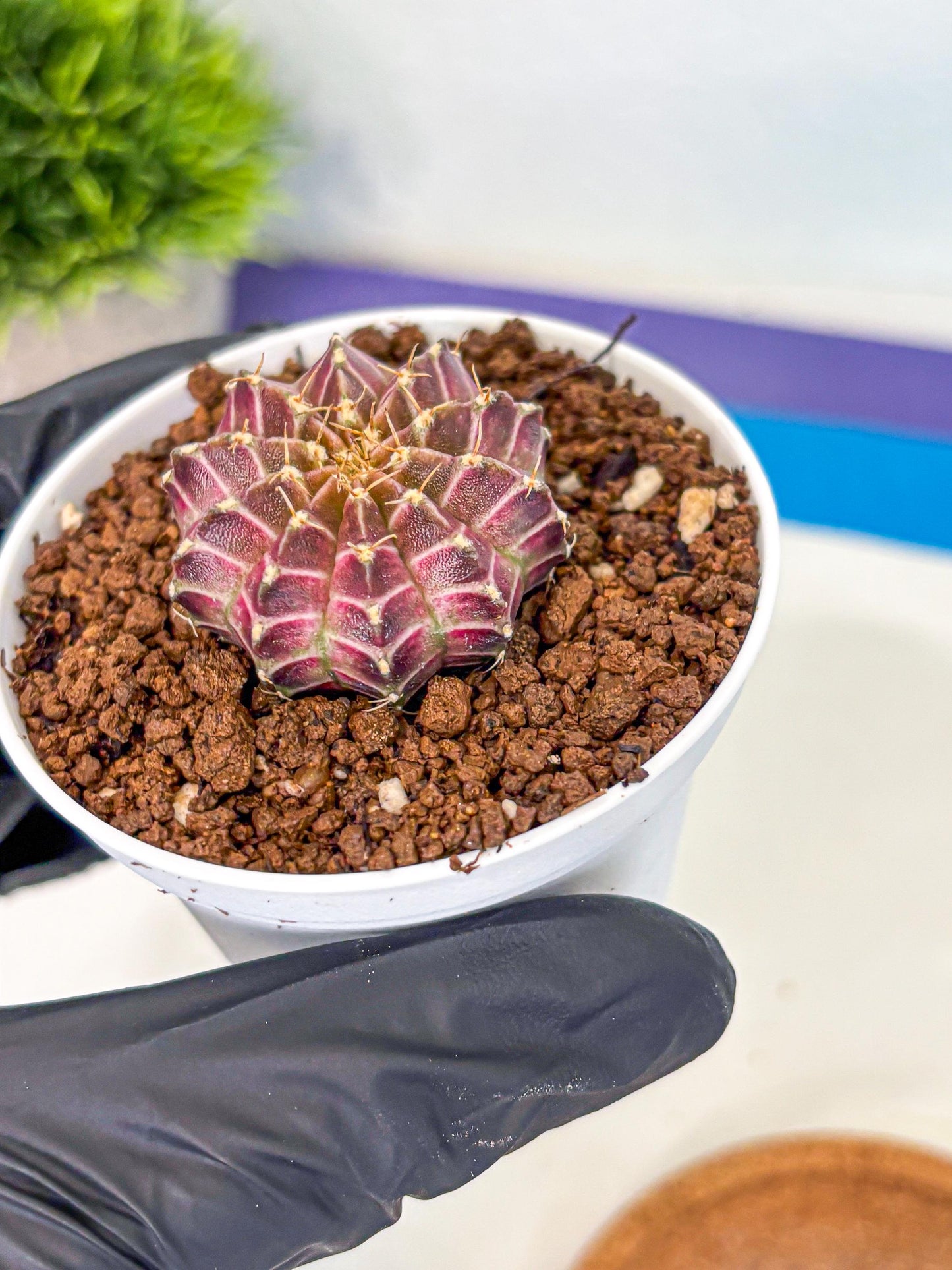 Gymnocalycium Neon (gy14) (b1) | Variegated cactus