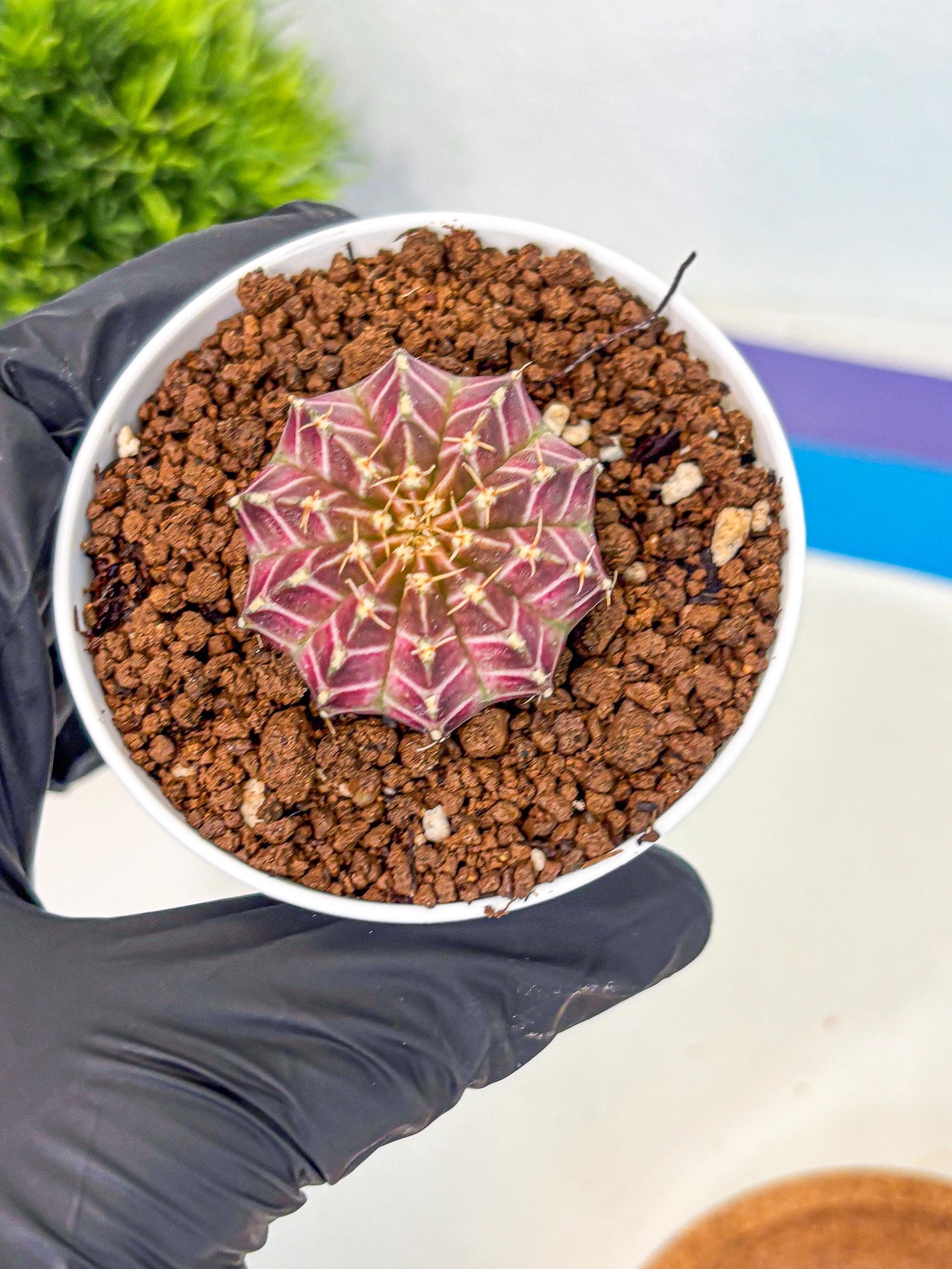 Gymnocalycium Neon (gy14) (b1) | Variegated cactus