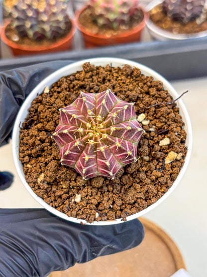 Gymnocalycium Neon (gy14) (b1) | Variegated cactus