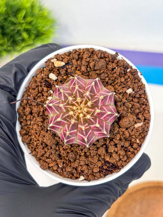 Gymnocalycium Neon (gy14) (b1) | Variegated cactus