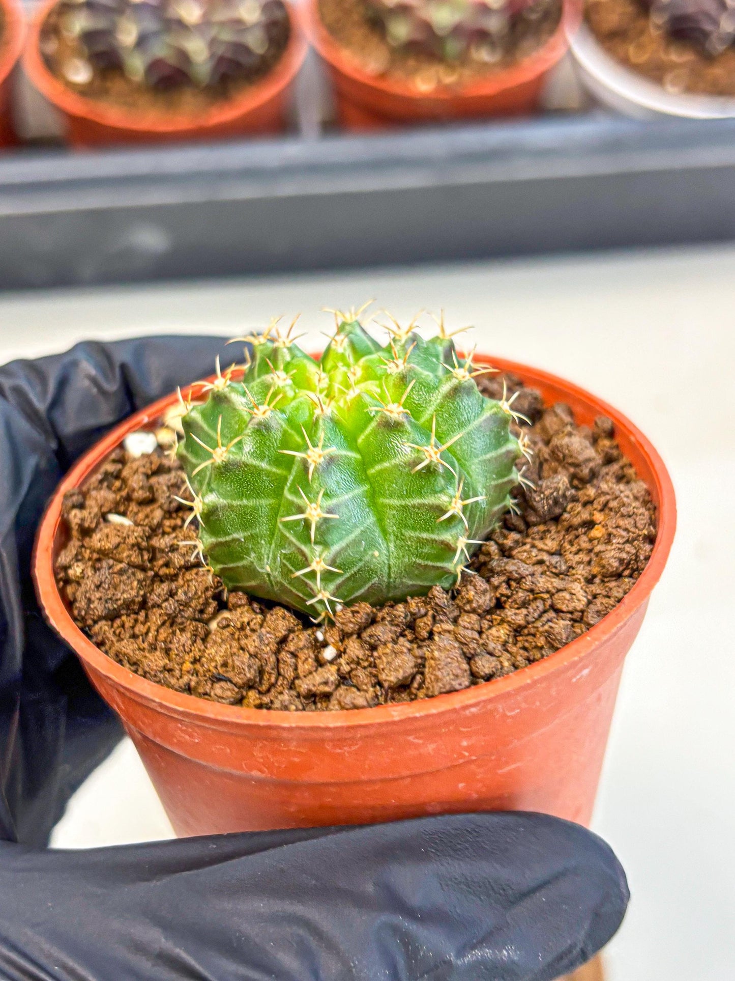 Gymnocalycium Neon (gy14) (b2) | Variegated cactus