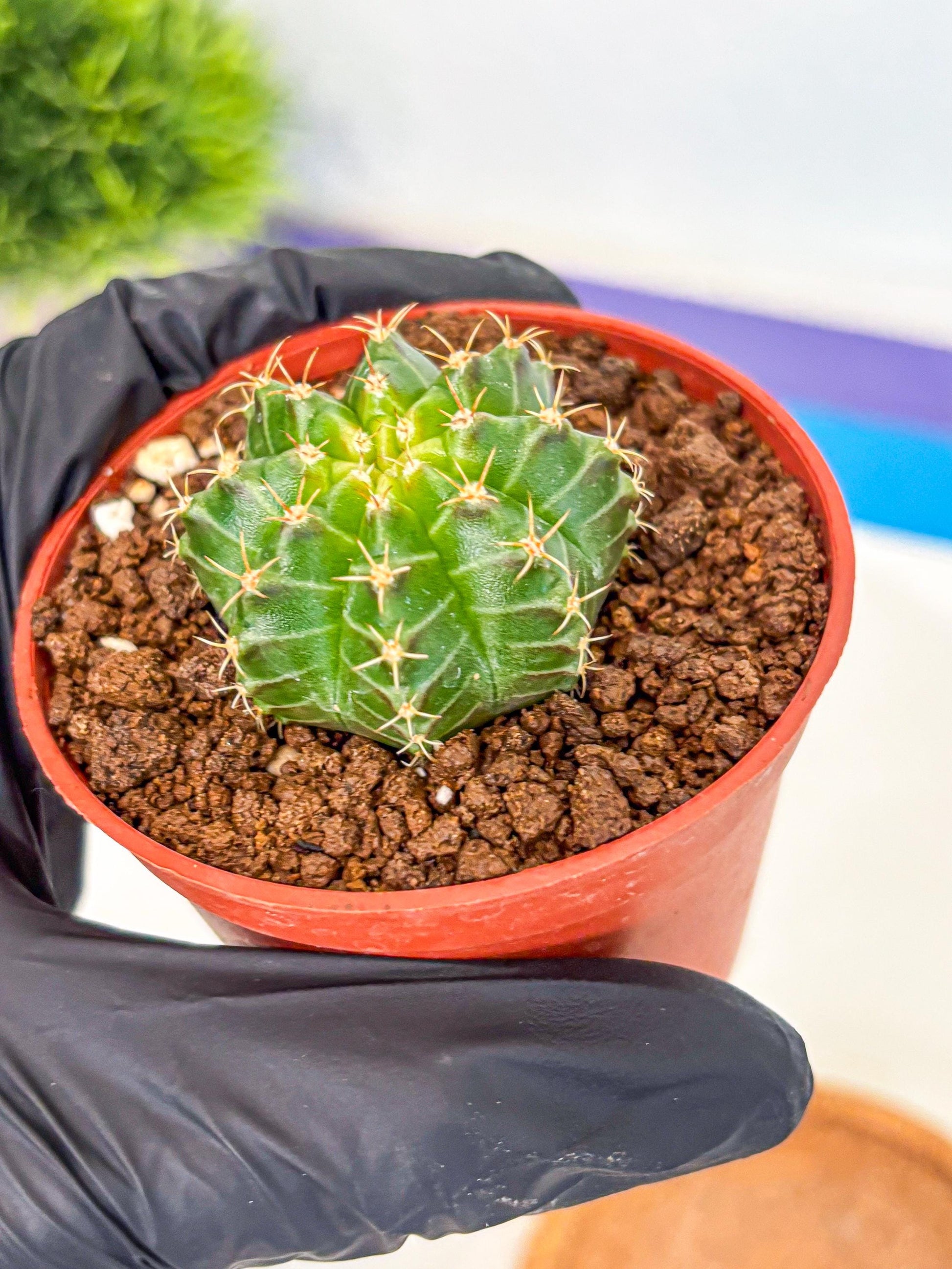 Gymnocalycium Neon (gy14) (b2) | Variegated cactus